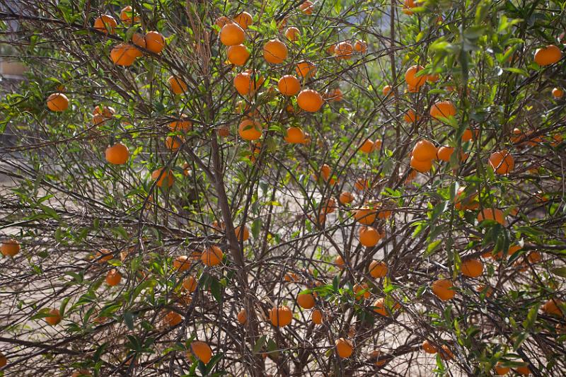 Dahab selectie 2010_01_16 12h57m.jpg - Tangerine tree at Seven Nuns Monastery at Wadi Feiran